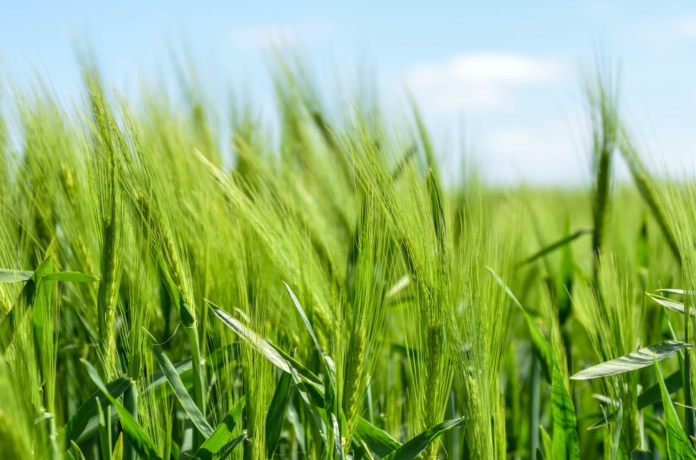 field