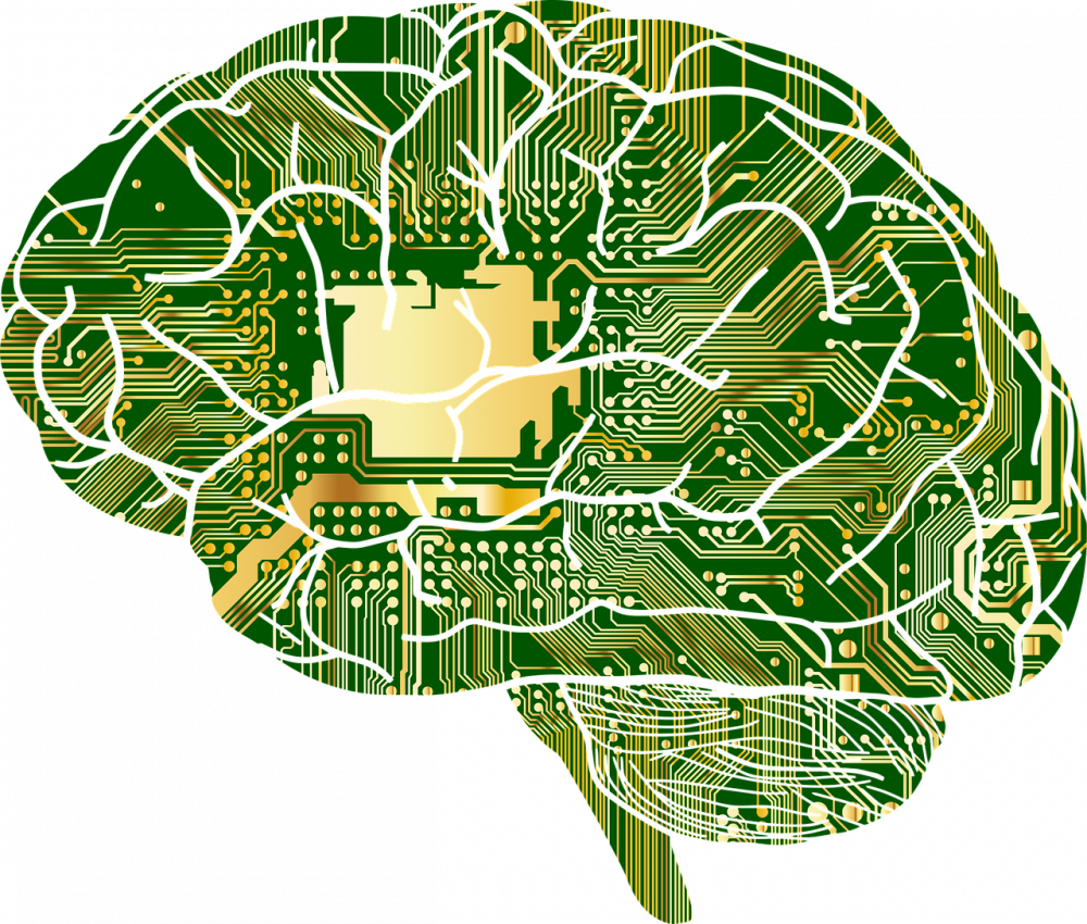 brain